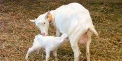 الحليب البديل لصغار الماعز – زيادة