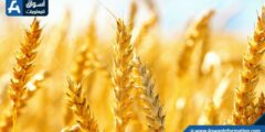 القليوبية: توريد 21 ألفًا و379 طنًا من القمح حتى الآن | بوابة الزراعة