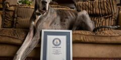 بالصور الكلب زيوس يدخل موسوعة جينيس للأرقام القياسية كأطول كلب ذكر في العالم