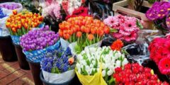 حرب أوكرانيا ترفع أسعار الزهور عالمياً