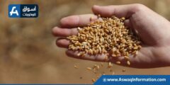 سباق حصاد القمح بالمحافظات.. 10 آلاف طن في سوهاج و14 ألف فدان زيادة بالشرقية | تقارير السلع