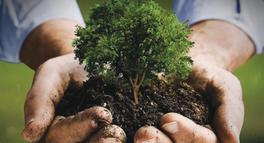 تهدف مبادرة السعودية الخضراء لرفع الغطاء النباتي وتقليل انبعاثات الكربون