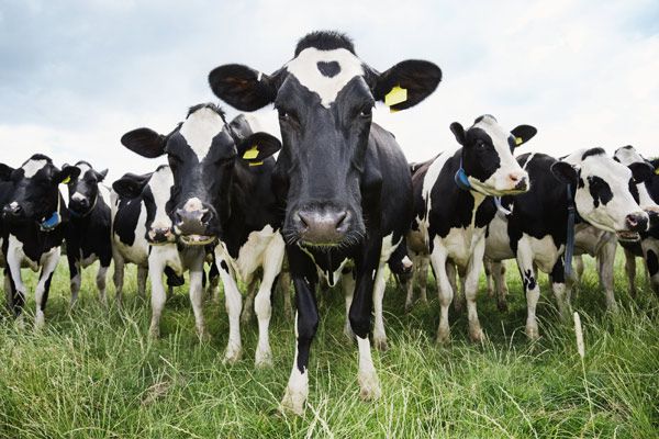 ما الحيوان الذي ينتج الحليب من بين الحيوانات الآتية