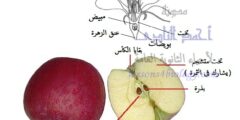 تنتج بعض النباتات الثمار مثل التفاح ما الوظيفة التي تقوم بها الثمرة