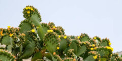 ما الصورة التي تظهر نباتات شائعة في الصحراء