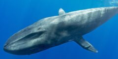 يزداد وزن مولود الحوت الأزرق حوالي ٩٠ كلجم يوميا فكم كلجم تقريبا يزداد وزنه في الساعة