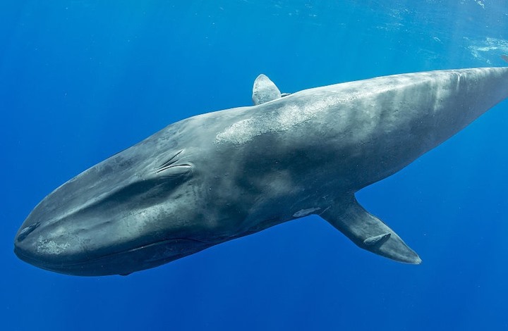 يزداد وزن مولود الحوت الأزرق حوالي ٩٠ كلجم يوميا فكم كلجم تقريبا يزداد وزنه في الساعة