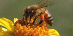 إن دورة النحلة في عملية تكاثر نبات مغطى البذور هو